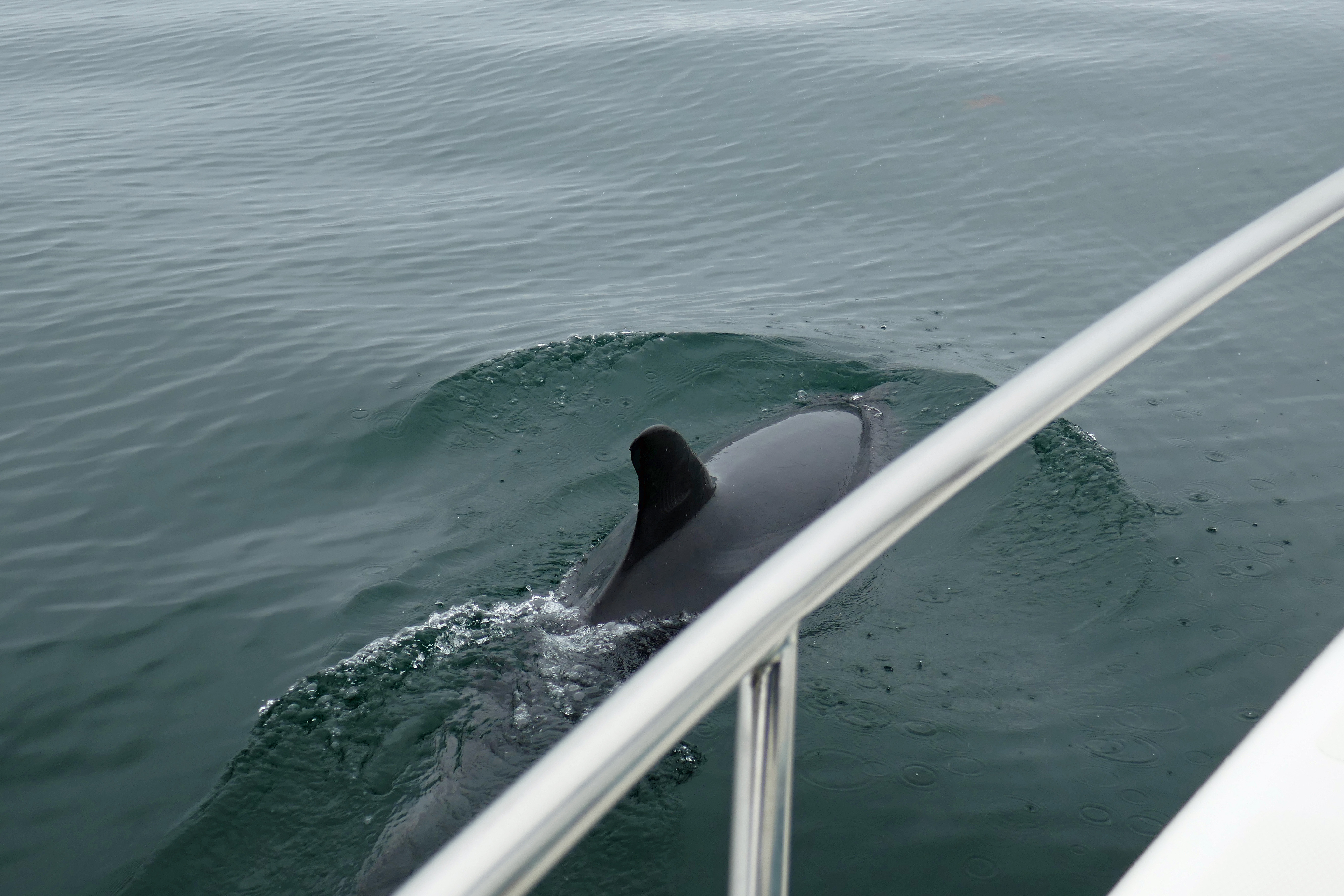 Dolphin alongside a boat in Walvis Bay