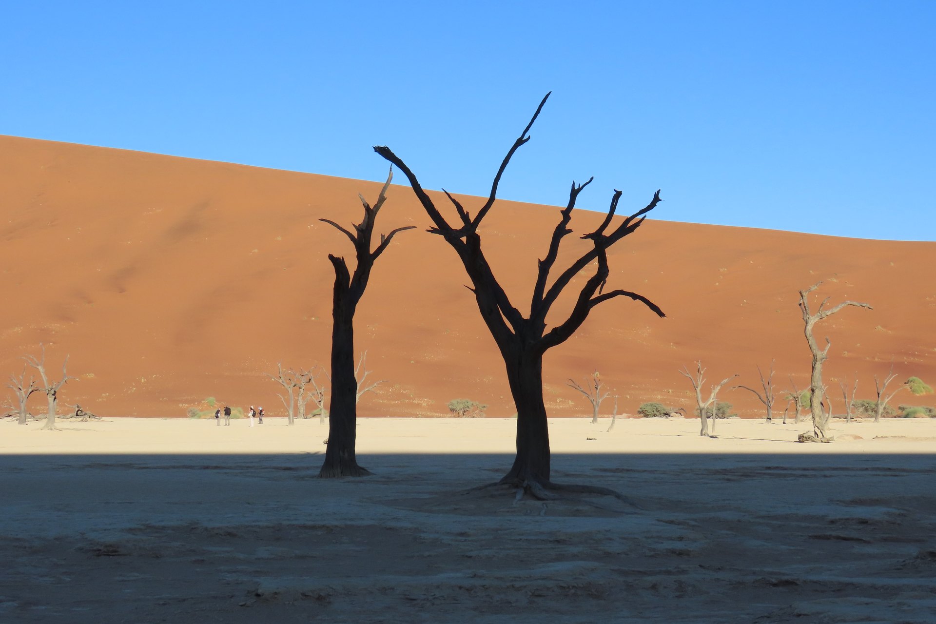 Dead Vlei trees against the dunes