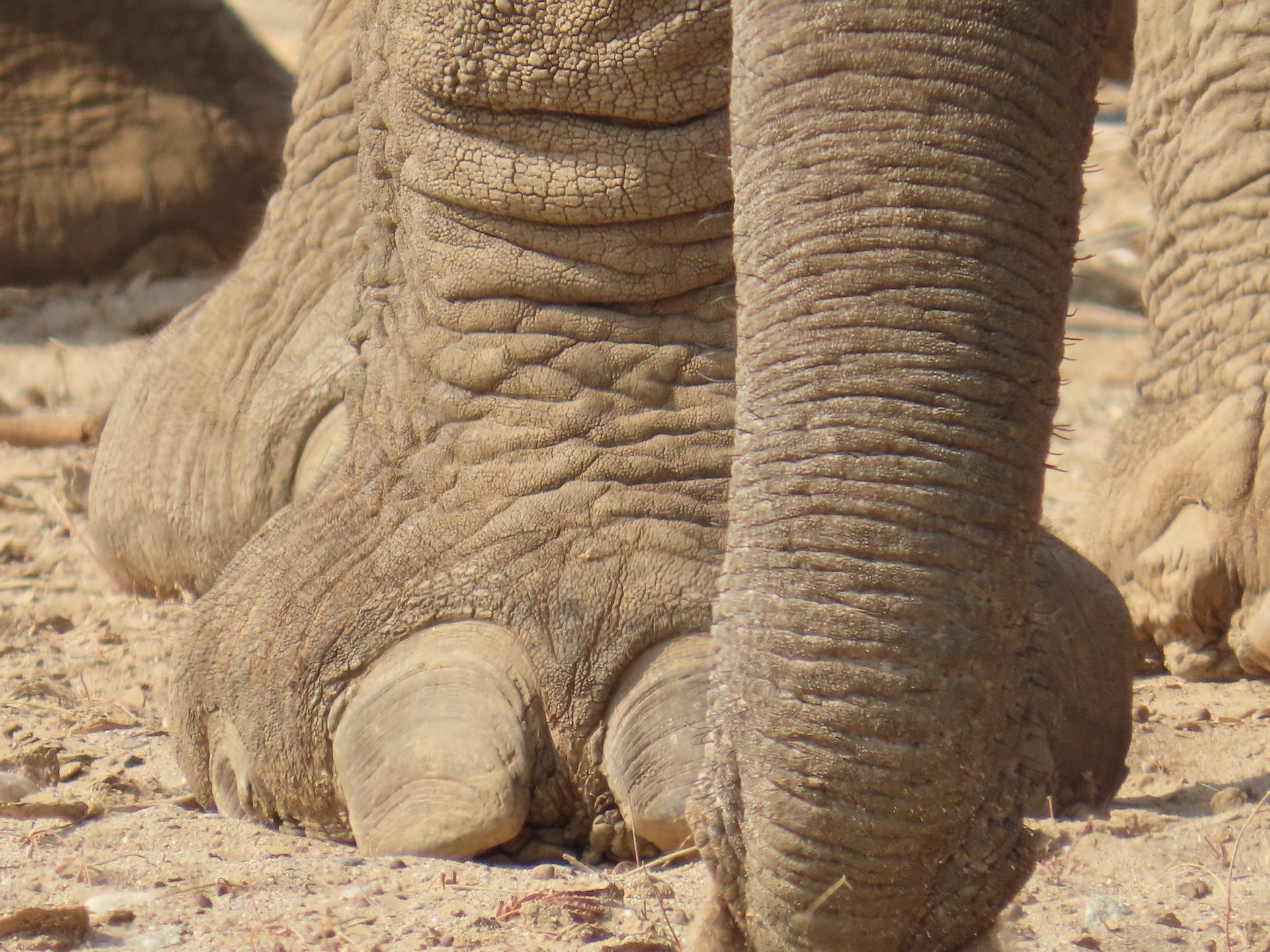 Close view of a desert-adapted elephant