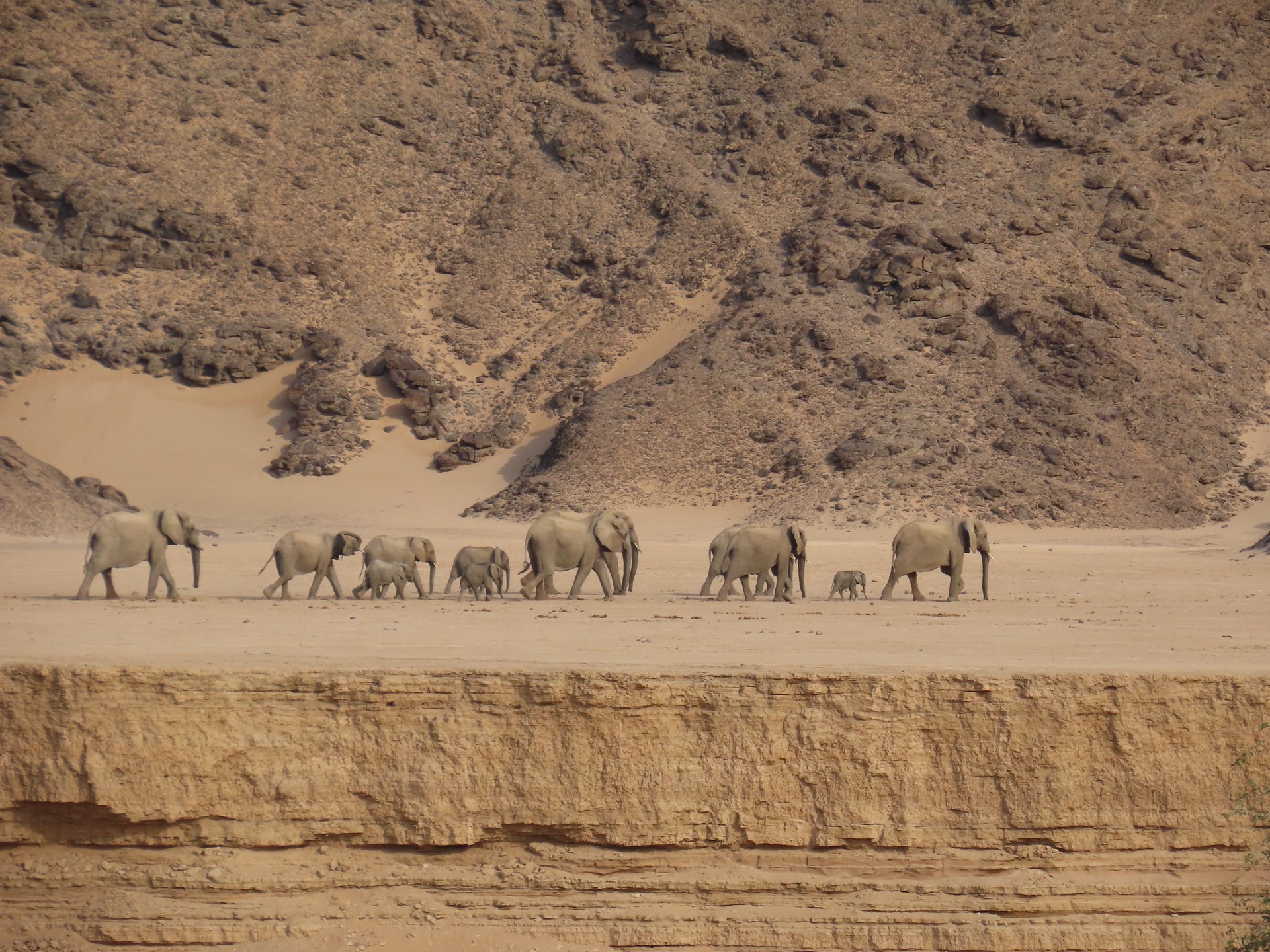 Desert-adapted elephant herd crossing Damaraland