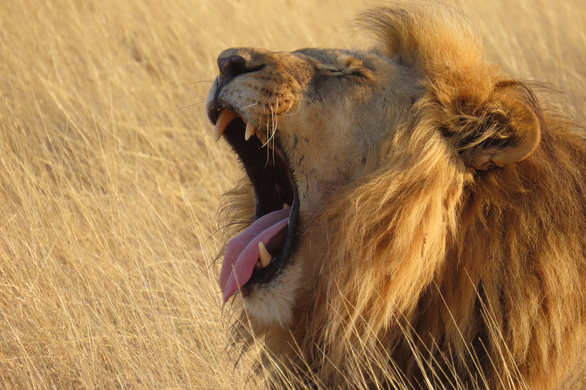Male lion in Etosha National Park