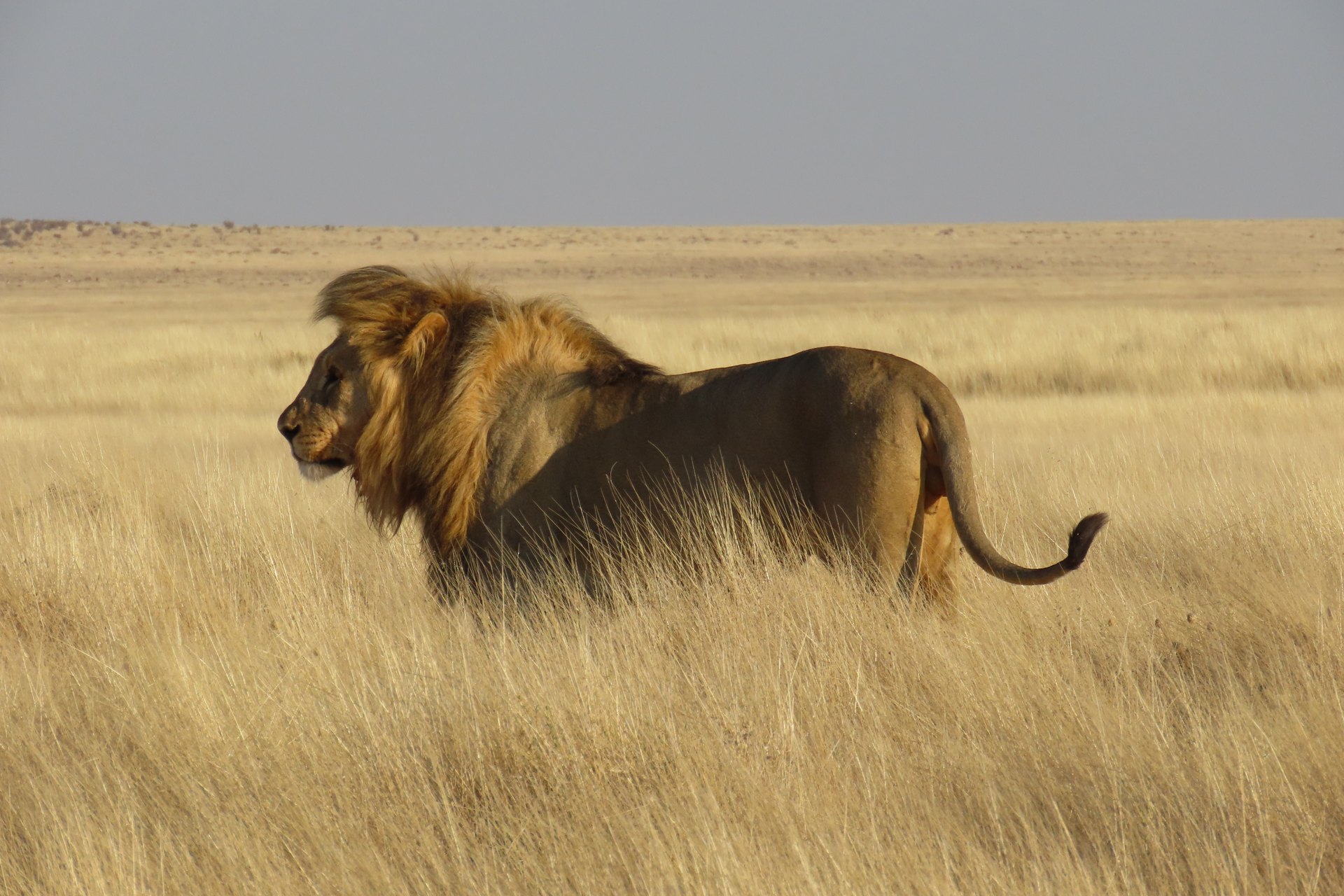 Male lion crossing Etosha grassland