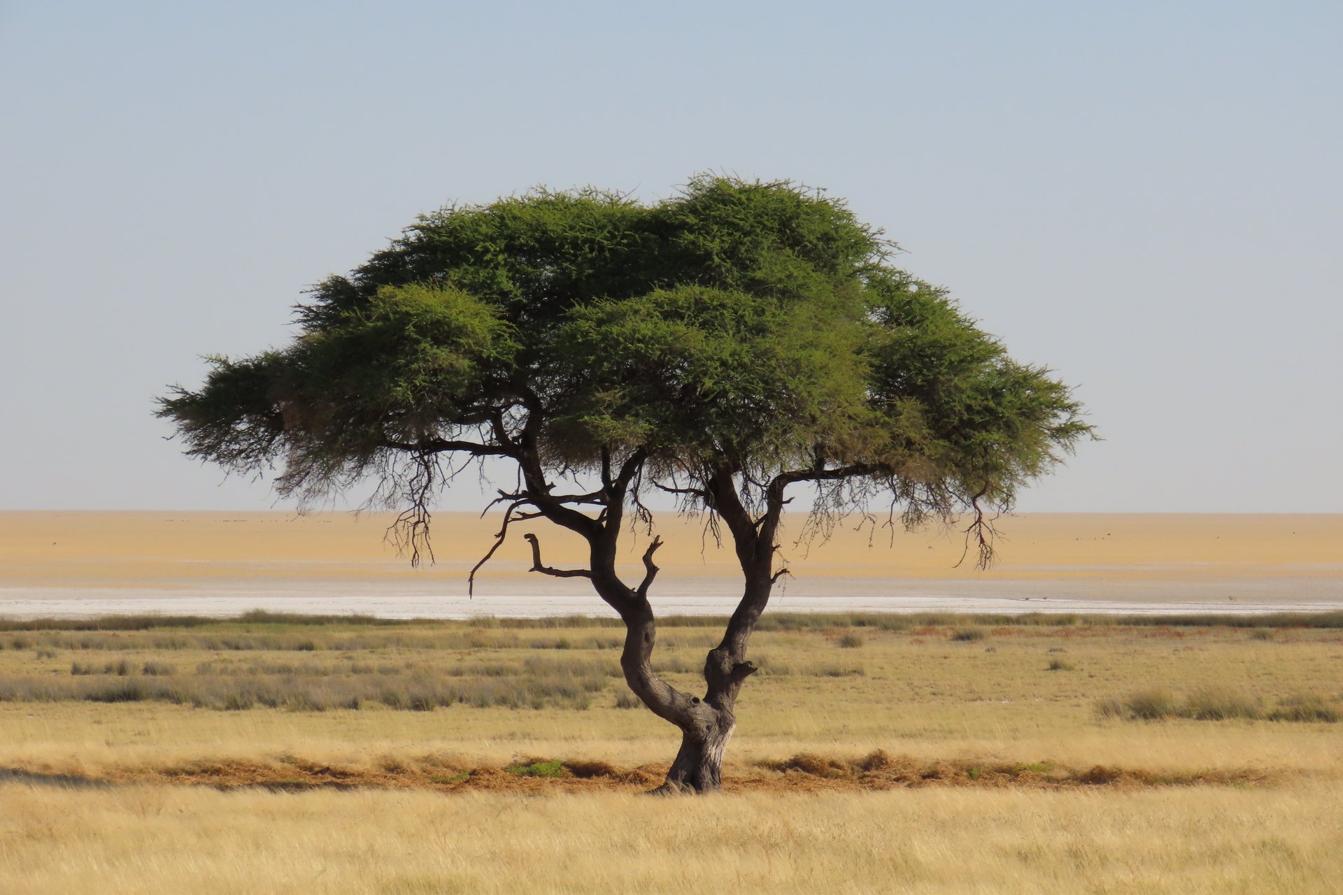Etosha Pan landscape with acacia tree