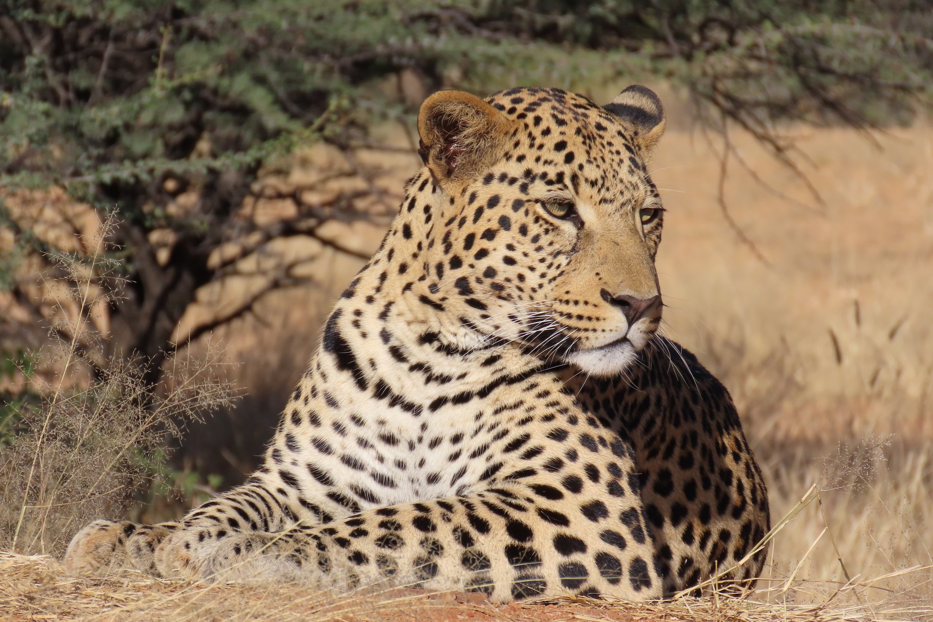 Leopard resting in bushveld