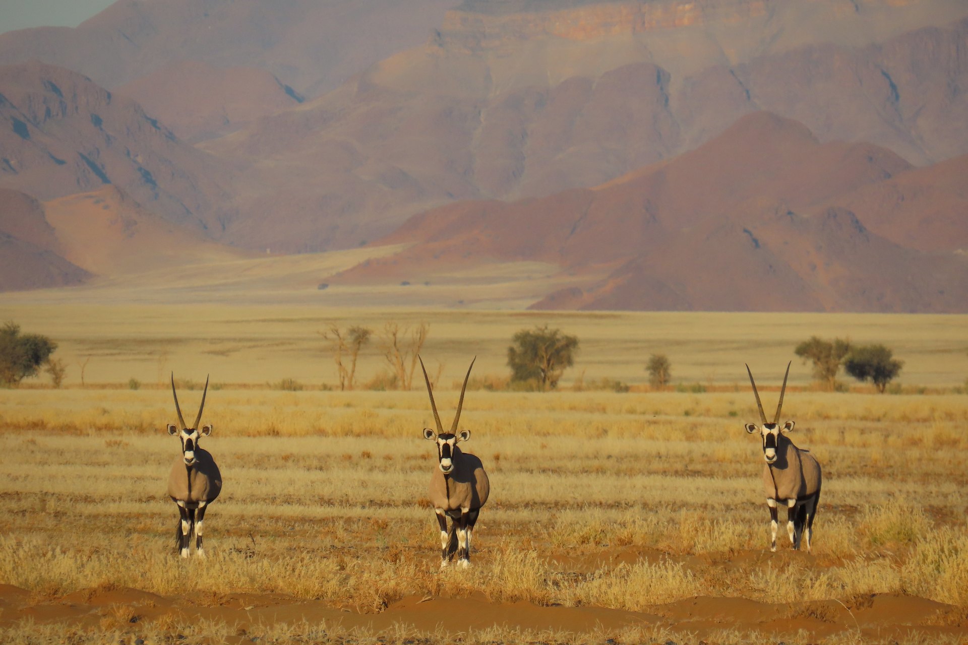 Oryx in an arid Namibian landscape