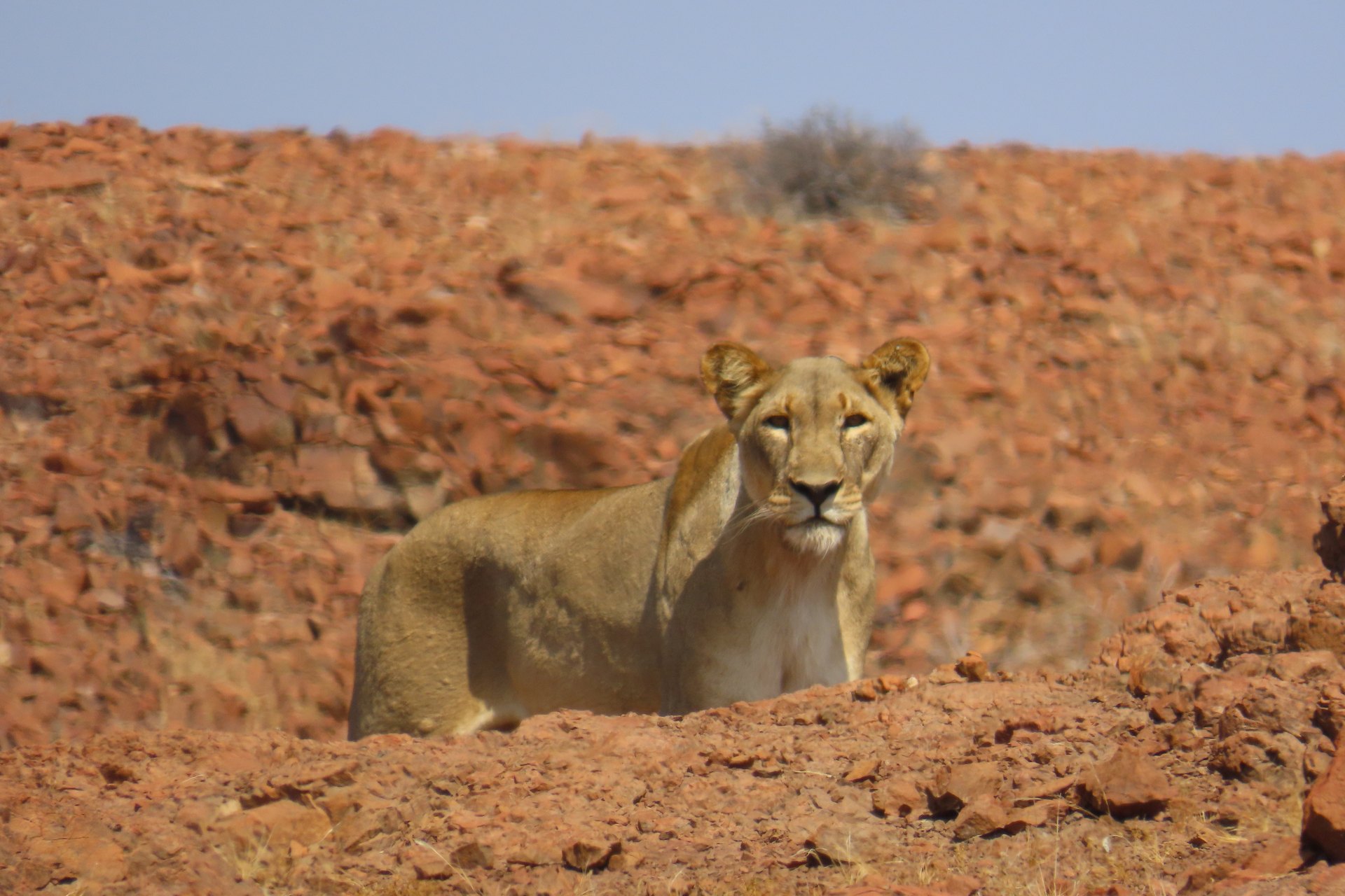 Desert-adapted lion in north-west Namibia