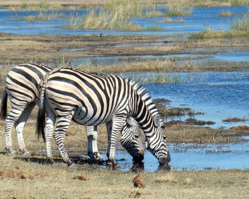 Botswana_zebra-718278_1280