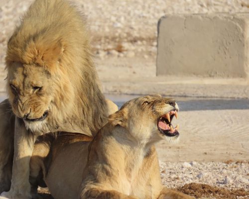 Etosha (10)
