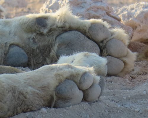 Etosha (11)