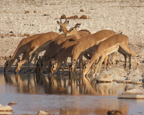 Etosha (13)