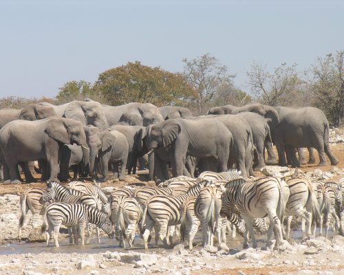 Herds