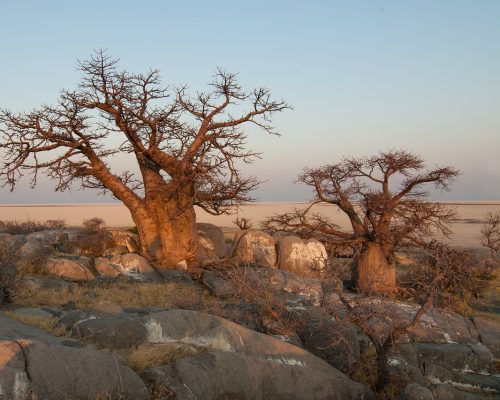 botswana-694485_1280