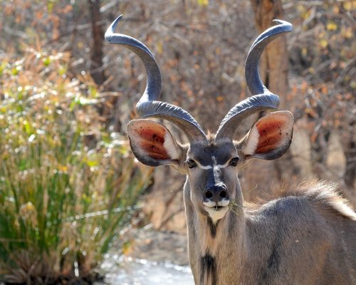 botswana-927289_1280