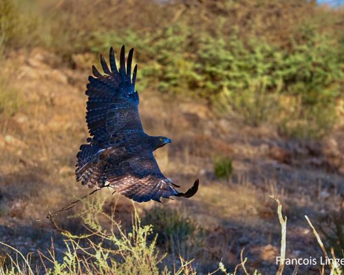 eagle