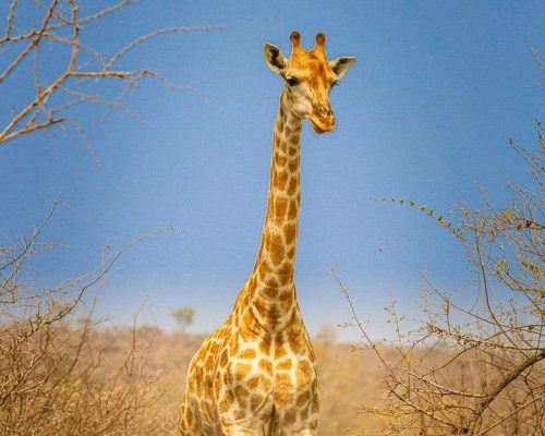 namibia-4320370_1280