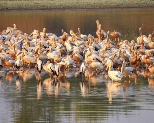 zambia-pelicans-7705246_1280